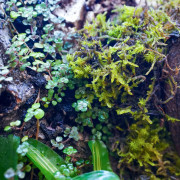 Terrarium planté 30x30x45 pour mante, mygale et Phelsuma