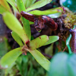 Terrarium planté 30x30x45 pour mante, mygale et Phelsuma