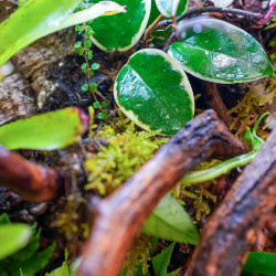 Terrarium planté 30x30x45 pour mante, mygale et Phelsuma