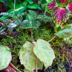 Terrarium planté 30x30x45 pour mante, mygale et Phelsuma