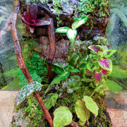 Terrarium planté 30x30x45 pour mante, mygale et Phelsuma