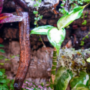 Terrarium planté 30x30x45 pour mante, mygale et Phelsuma