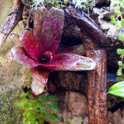 Terrarium planté 30x30x45 pour mante, mygale et Phelsuma