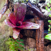 Terrarium planté 30x30x45 pour mante, mygale et Phelsuma