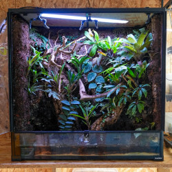 90x45x90 Bioactive Planted Terrarium | Tropical Vivarium