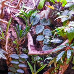 90x45x90 Bioactive Planted Terrarium | Tropical Vivarium