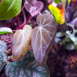 90x45x90 Bioactive Planted Terrarium | Tropical Vivarium