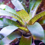 Terrarium planté bioactif 90x45x90 tropical prêt à l'emploi