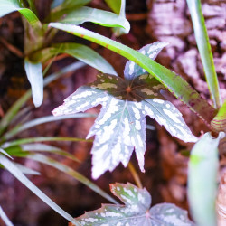 90x45x90 Bioactive Planted Terrarium | Tropical Vivarium