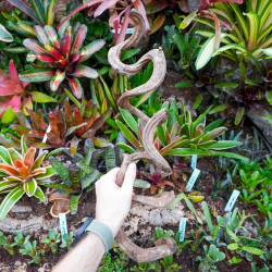 Liane naturelle de Bornéo WYSIWYG pour terrarium tropical – Pièce unique