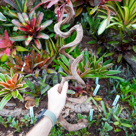 Liane naturelle de Bornéo WYSIWYG pour terrarium tropical – Pièce unique