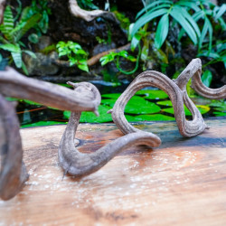 Liane naturelle de Bornéo WYSIWYG pour terrarium tropical – Pièce unique