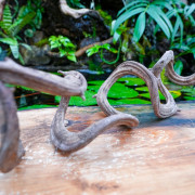 Discover our WYSIWYG natural Borneo vines, unique pieces for tropical terrariums, paludariums, dart frogs, geckos and epiphytic