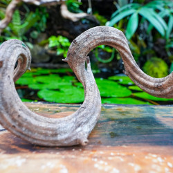 Discover our WYSIWYG natural Borneo vines, unique pieces for tropical terrariums, paludariums, dart frogs, geckos and epiphytic