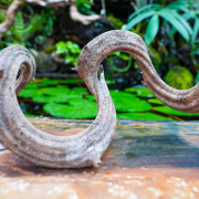 Liane naturelle de Bornéo WYSIWYG pour terrarium tropical – Pièce unique