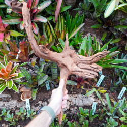 Root SinkNature  40 and 60 cm n°1