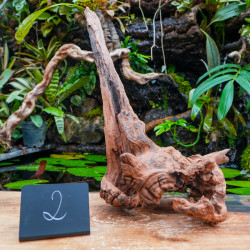 Racine Sinknature 40-60 cm WYSIWYG pour Terrarium Tropical
