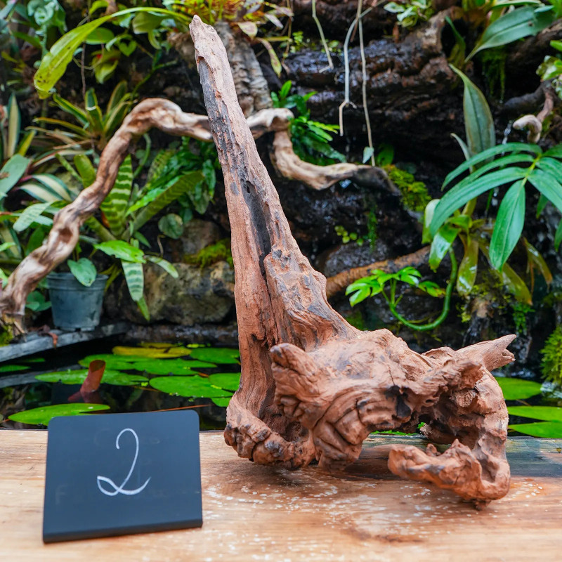 Racine Sinknature 40-60 cm WYSIWYG pour Terrarium Tropical