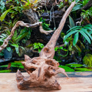 Racine Sinknature 40-60 cm WYSIWYG pour Terrarium Tropical