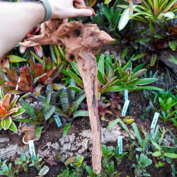 Racine Sinknature 40-60 cm WYSIWYG pour Terrarium Tropical