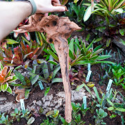 Racine Sinknature 40-60 cm WYSIWYG pour Terrarium Tropical