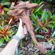 Root SinkNature  40 and 60 cm n°3