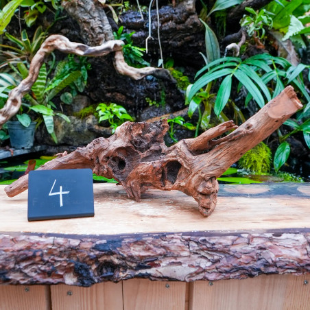 Racine Sinknature 40-60 cm WYSIWYG pour Terrarium Tropical