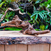 Racine Sinknature 40-60 cm WYSIWYG pour Terrarium Tropical