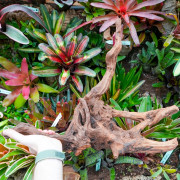Root SinkNature  40 and 60 cm n°5