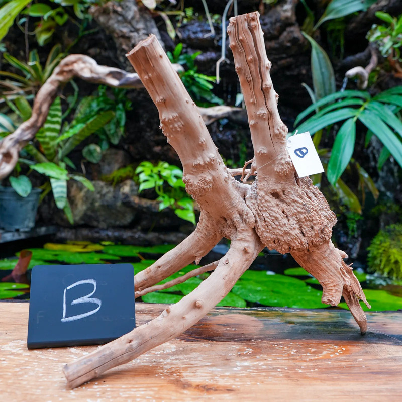 Rare natural grapevine root 30 à 50 cm (B)