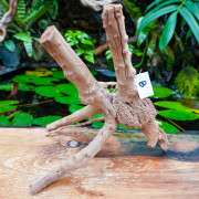 Rare natural grapevine root 30 à 50 cm (B)