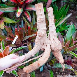Rare natural grapevine root 30 à 50 cm (B)