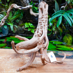 Rare natural grapevine root 30 à 50 cm (C)