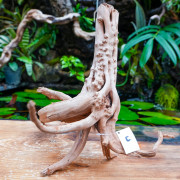Rare natural grapevine root 30 à 50 cm (C)