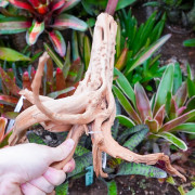 Racine naturelle de vigne WYSIWYG | Bois décoratif terrarium, paludarium & aquarium | JungleBox