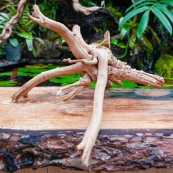 Rare natural grapevine root 30 à 50 cm (D)