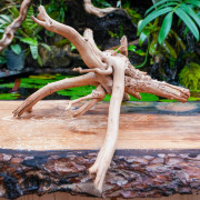 Rare natural grapevine root 30 à 50 cm (D)