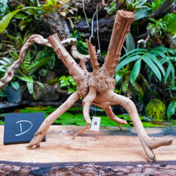 Rare natural grapevine root 30 à 50 cm (D)