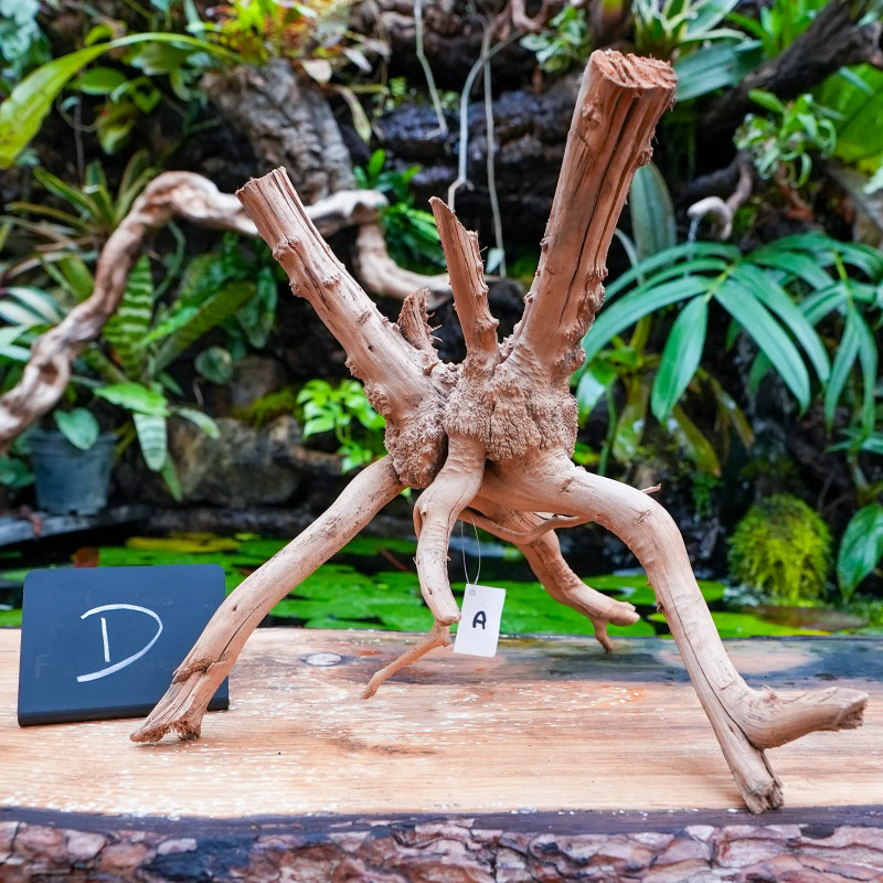 Rare natural grapevine root 30 à 50 cm (D)