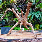 Rare natural grapevine root 30 à 50 cm (D)