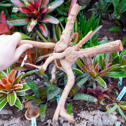 Rare natural grapevine root 30 à 50 cm (D)