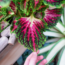 Coleus spacecake
