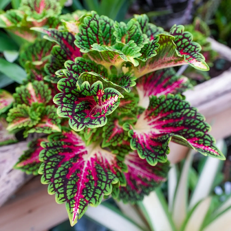 Coleus spacecake