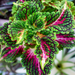 Coleus spacecake
