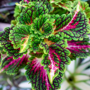Coleus spacecake