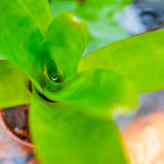 Neoregelia compacta – Broméliacée compacte et colorée | JungleBox
