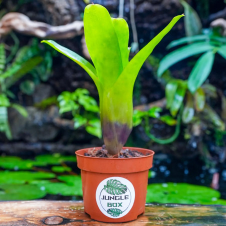 Neoregelia compacta – Broméliacée compacte et colorée | JungleBox