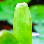 Neoregelia compacta – Broméliacée compacte et colorée | JungleBox