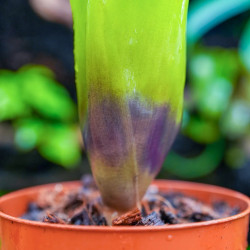 Neoregelia compacta – Broméliacée compacte et colorée | JungleBox