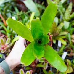 Neoregelia compacta – Broméliacée compacte et colorée | JungleBox